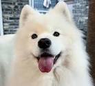 chatdoge